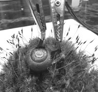 科學(xué)家在蝸牛身上植入兩個電極，從而制造出&ldquo;蝸牛電池&rdquo;。