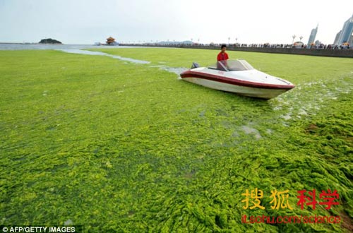 從盔甲到手機屏幕，海藻將成為萬能型的超級原材料。圖為中國山東東部，被海藻覆蓋的青島海岸線。